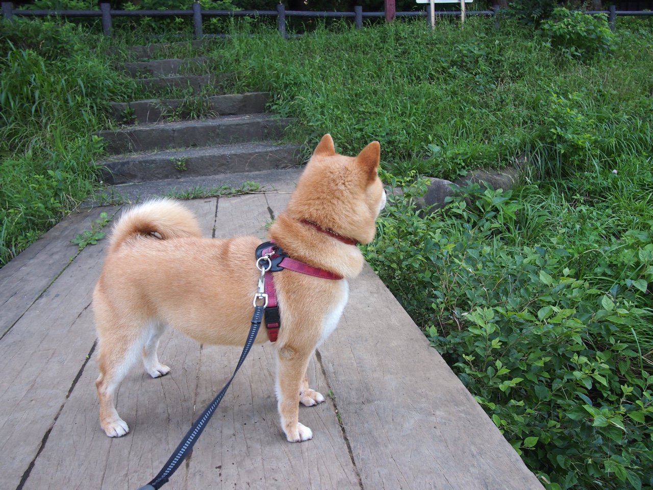 草蛇灰线,文班亚马在东方长城与绿色巨兽夹缝中苏醒