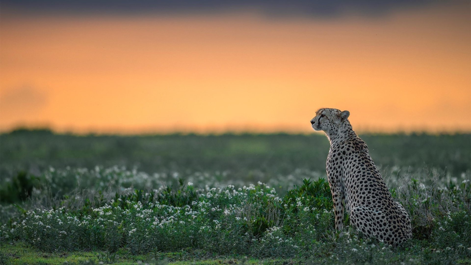 开云体育APP下载-当阿森纳的美丽足球撞上格列兹曼的全能铁幕