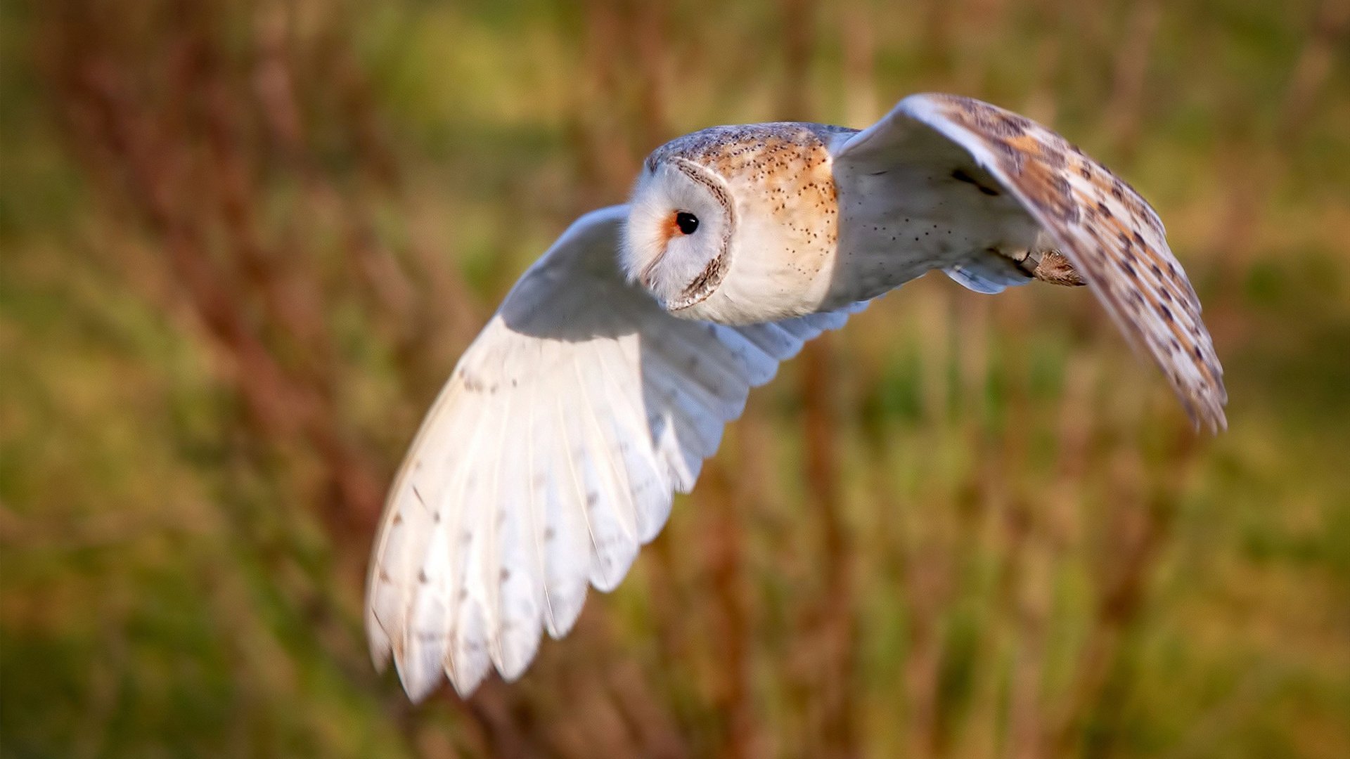 跨越太平洋的一击，塔图姆制胜连击，灰熊与浙江联袂重写篮球定义
