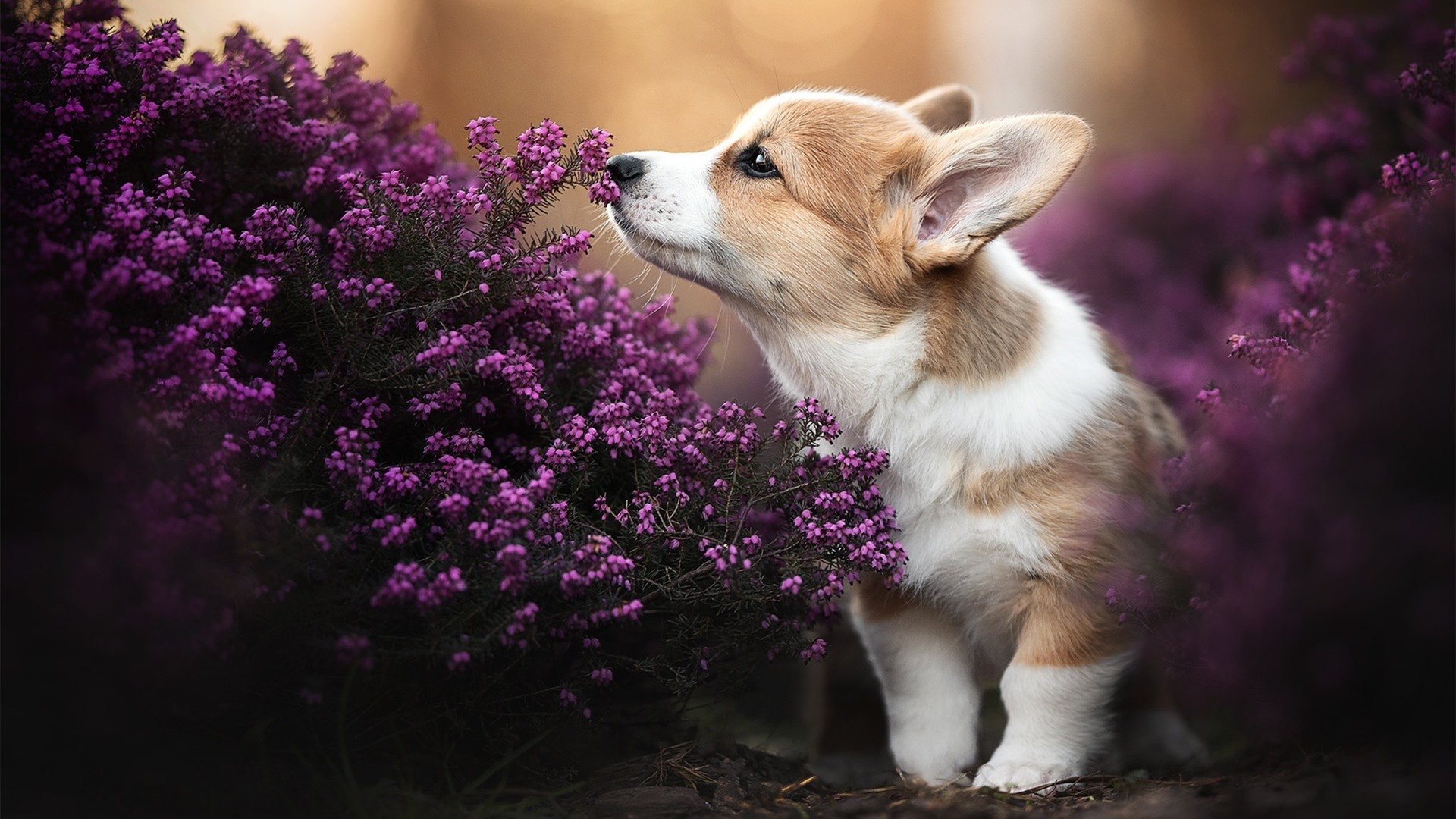 冰岛对阵罗马,寒冰与烈焰间的独舞,迪马利亚的存在感哲学