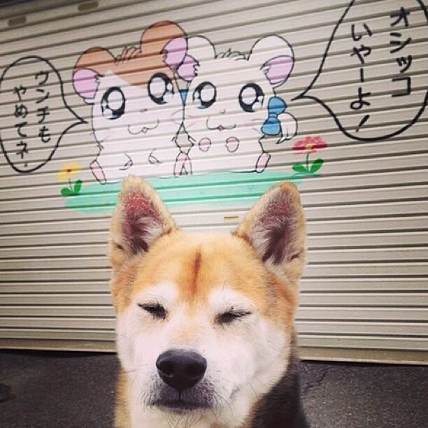 开云体育APP下载-浙江奇迹夜，狼群哀嚎与东方崛起的全球排位赛