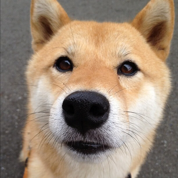 节奏之争与尖刀破局，篮网掌控全局，锡安连斩太阳于关键节点