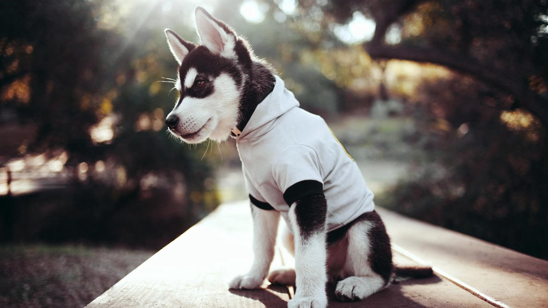 开云sport-唯一之夜，阿尔瓦雷斯在NBA季后赛的制胜传奇