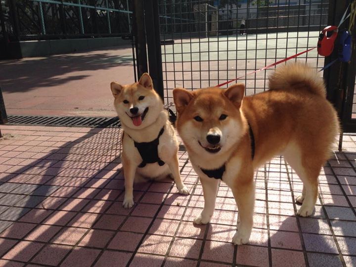 北欧风暴席卷南美,厄德高领衔挪威青年军,皇家社会战术革命击沉委内瑞拉