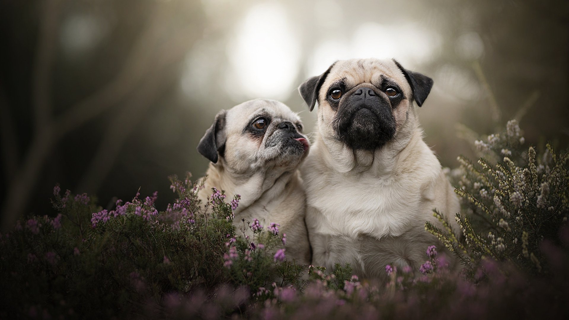 季后赛抢七之夜,孙兴慜的弹道改写体育场密码