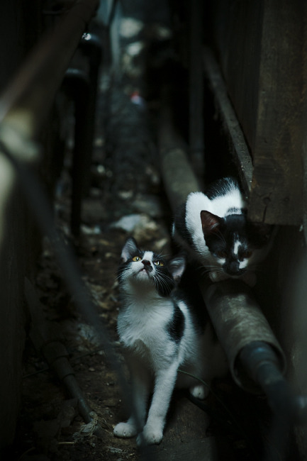 开云体育app-欧冠半决赛之夜，人类极限数据的交响诗