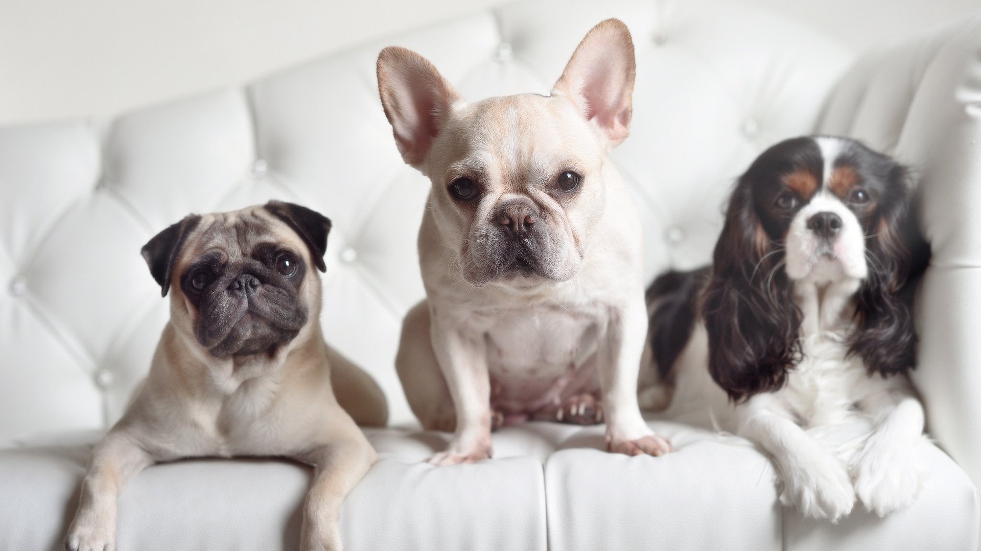 当字母哥降临芝加哥，一场意外命名的胜利史诗